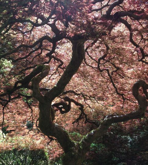 Japanese Maple Tree