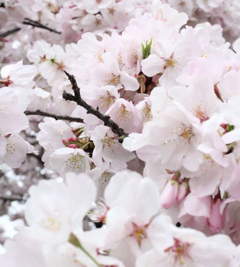 Close up of cherry blossoms