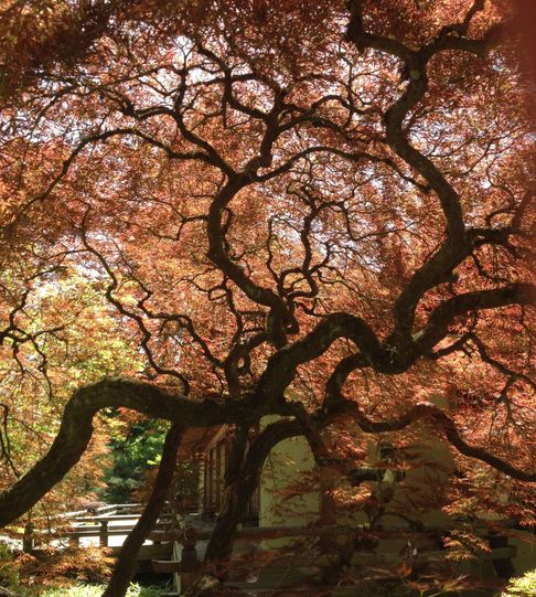 Orange Japanese Maple